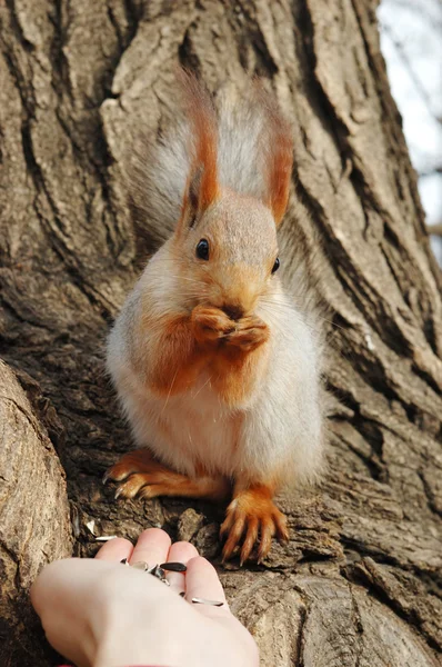 Voeding eekhoorn — Stockfoto