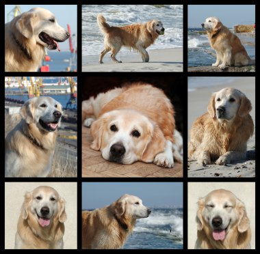 Golden retriever's life - collage clipart