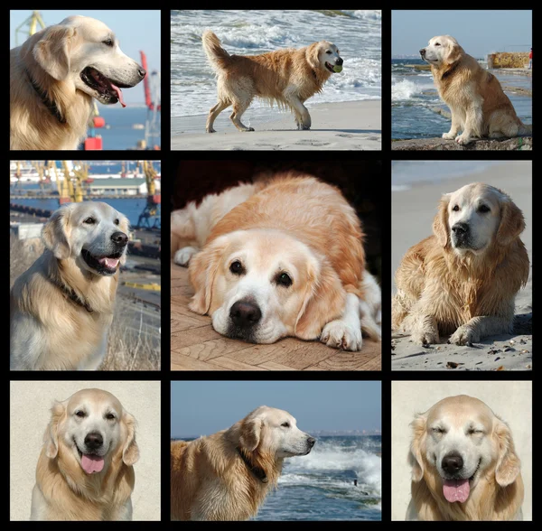 La vida de Golden retriever - collage —  Fotos de Stock