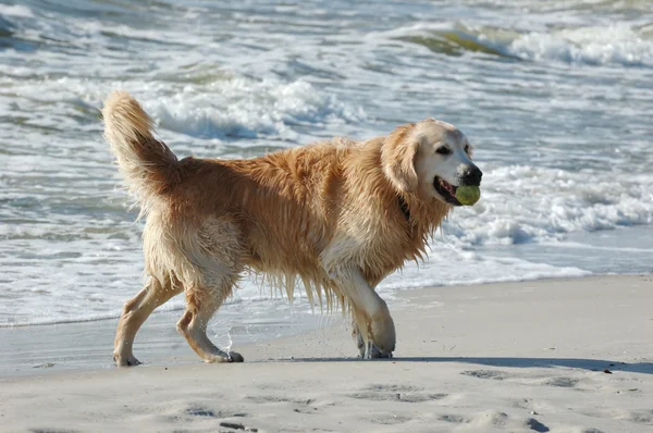 Golden retriever chien à la mer — Photo