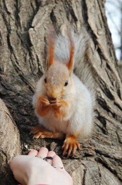 Feeding wild red squirell clipart