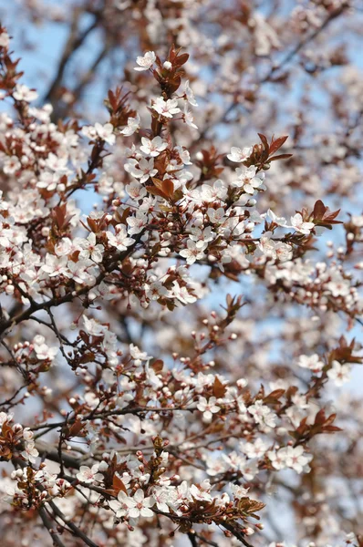 Flor de flor de albaricoque de primavera — Foto de Stock