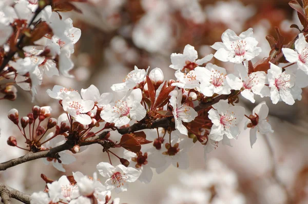 Spring apricot tree flower blossom — Stock Photo, Image