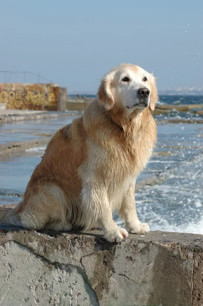 Gouden retriever hond op de zee — Stockfoto