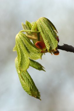 Yeni doğan Atkestanesi bahar yaprakları