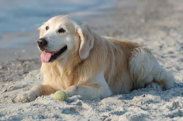 Mutlu golden retriever köpek sahilde — Stok fotoğraf