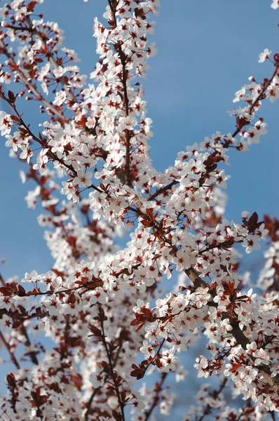 Våren sakura blossom - närbild — Stockfoto