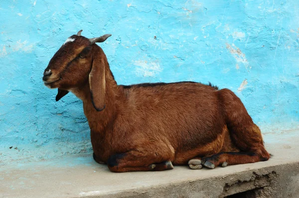 stock image Goat lying on the ground