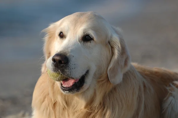 Портрет щасливої золотошукача собаки — стокове фото