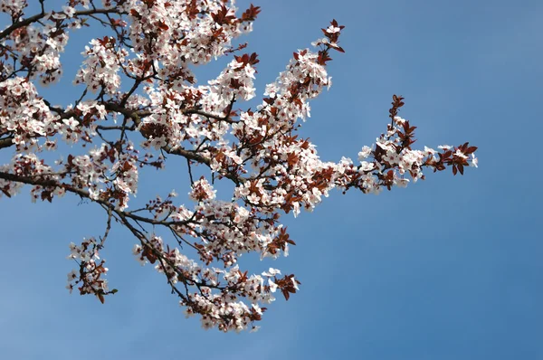 Våren sakura blossom närbild — Stockfoto