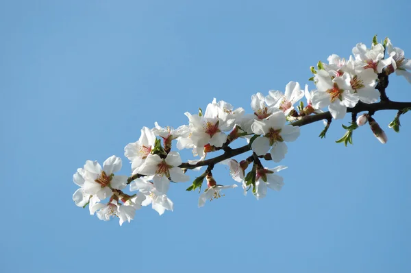 Primavera flor de sakura primer plano — Foto de Stock