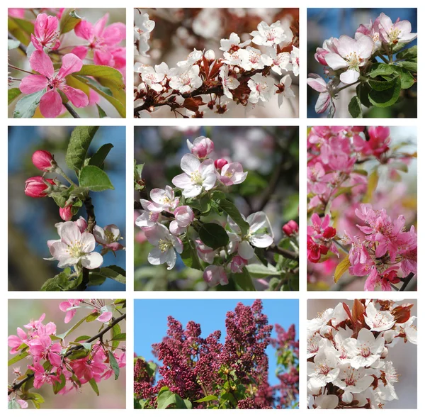 Våren natur collage med blommor — Stockfoto