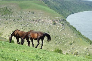 Çayırda iki at