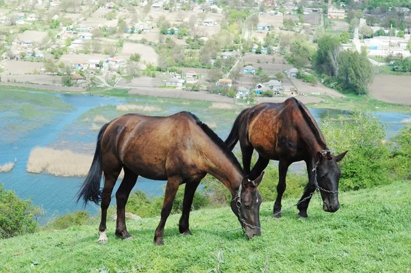 Dva koně na louce — Stock fotografie