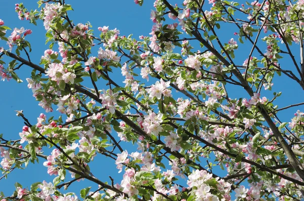 Våren apple tree blossom närbild - floral bakgrund — Stockfoto