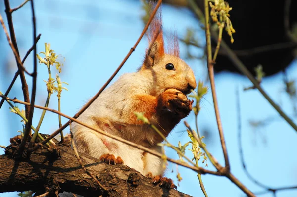 Rotes Eichhörnchen knackt Nüsse — Stockfoto