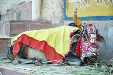 Kutsal hindu depo içinde yaşayan süslemeleri ile Hindistan ineği