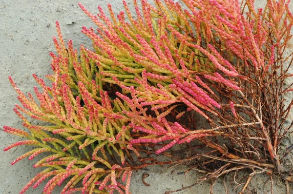 난쟁이 saltwort 또는 난쟁이 glasswort-해안 개화 식물 — 스톡 사진