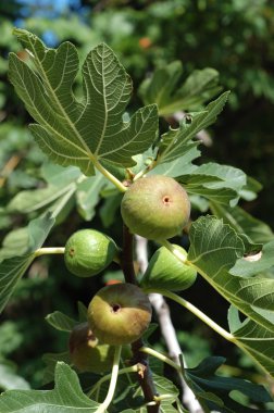 İncir ağacı (Ficus carica) meyve