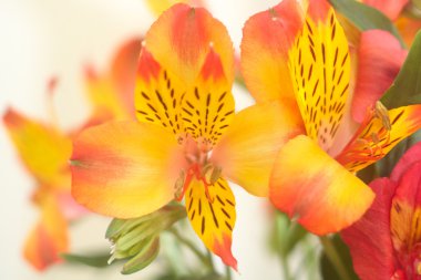 Alstroemeria Closeup clipart