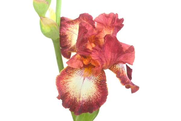 stock image Close-Up of Brown Iris Flower Petals