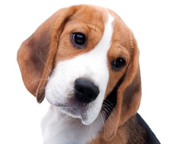 Cute beagle puppy clipart