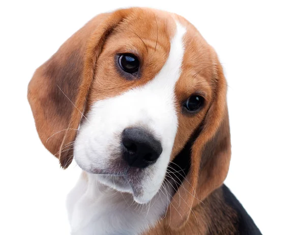 Frumos catelus Beagle — Fotografie, imagine de stoc