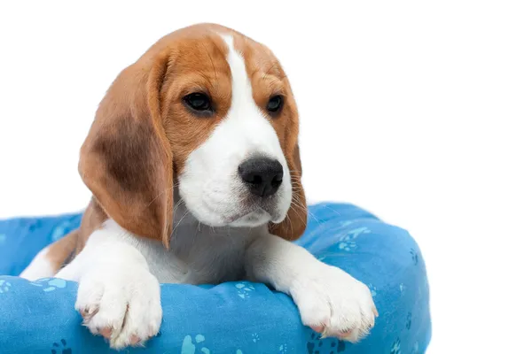 Beagle filhote de cachorro sentado — Fotografia de Stock