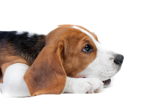 Beagle puppy lying — Stock Photo, Image