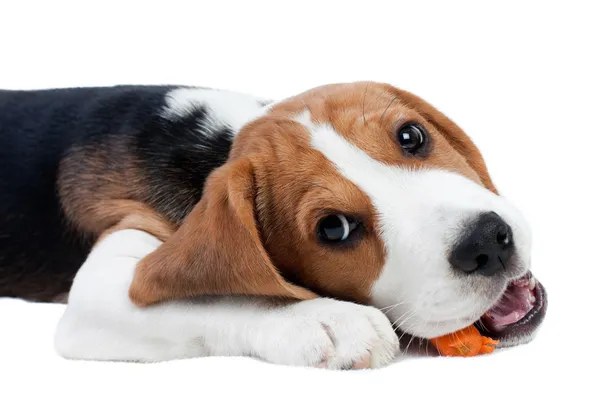 Beagle κουτάβι τρώει — Φωτογραφία Αρχείου