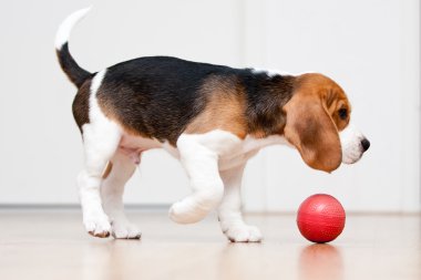 Dog playing with ball clipart