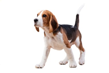 Standing dog. clipart