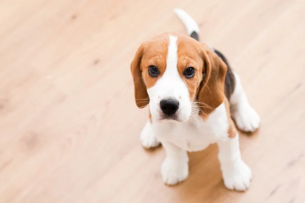 Siedzi szczeniak beagle — Zdjęcie stockowe