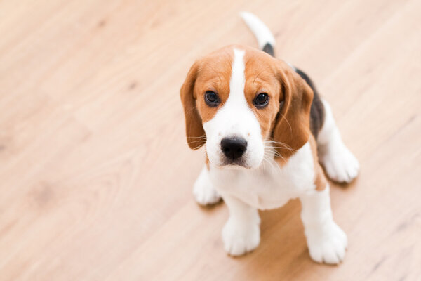 Sitting beagle puppy