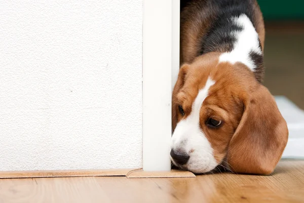 Small puppy looking curiously — Stock Photo, Image