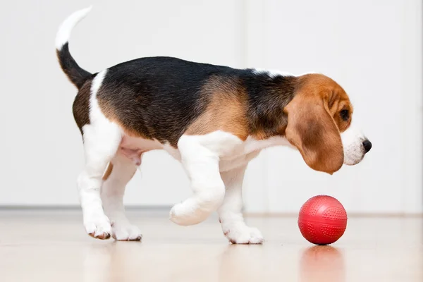 Hund leker med boll — Stockfoto