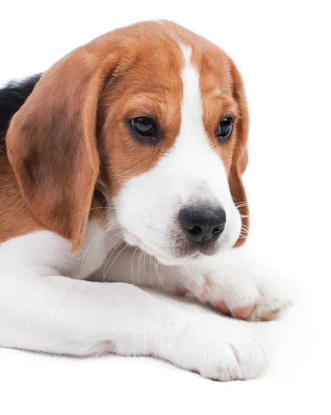 Χαριτωμένο beagle κουτάβι — Φωτογραφία Αρχείου