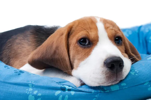 Beagle κουτάβι που κάθεται Royalty Free Φωτογραφίες Αρχείου