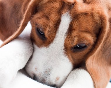 Cute beagle puppy clipart