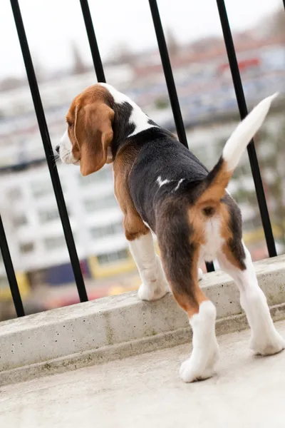 Beagle κουτάβι στέκεται στο μπαλκόνι — Φωτογραφία Αρχείου