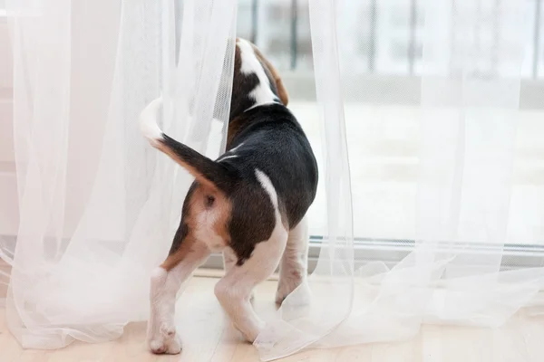 Puppy looking at window — Stock Photo, Image