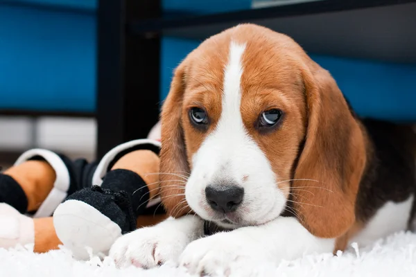 Kecil lucu anak anjing dengan mainan — Stok Foto