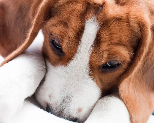 Χαριτωμένο beagle κουτάβι — Φωτογραφία Αρχείου