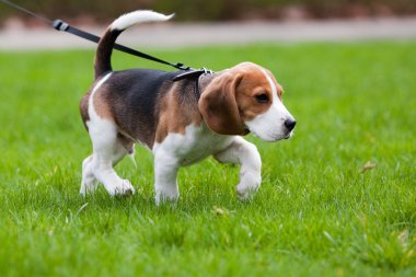 Beagle dog on the scent clipart