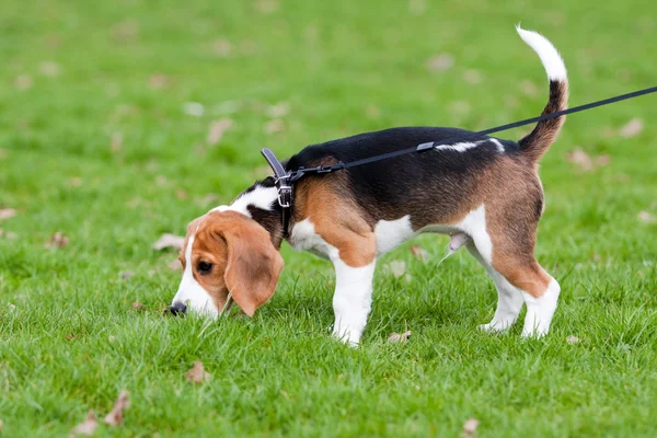 Beagle pe iarbă verde — Fotografie, imagine de stoc