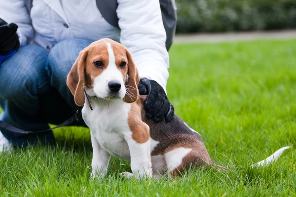 Собака и человек на зеленой траве — стоковое фото