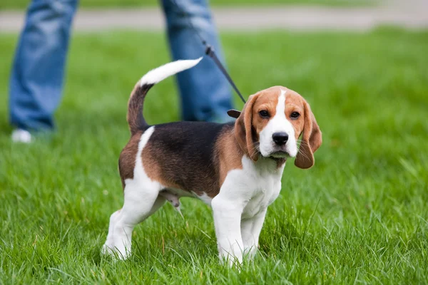 Beagle sobre hierba verde — Foto de Stock