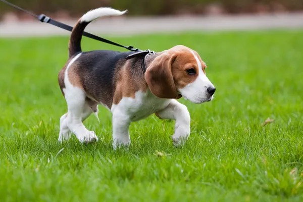 Cão beagle no cheiro — Fotografia de Stock