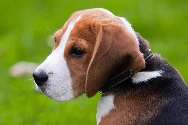 Nära porträtt av beagle — Stockfoto