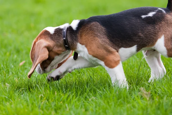 Beagle perro en el olor Imagen de archivo